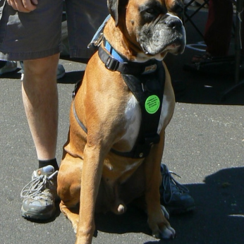 Baxter, and over 1240 others at the City of El Cerrito worldOne July 4th Festival, happily displayed his support for a safe, modern library for El Cerrito.